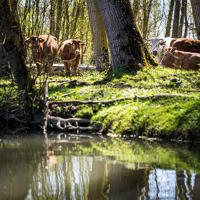 14868 Vaches dans le Marais mouillé 