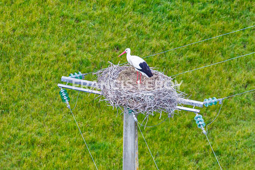 Une cigogne sur son nid au sommet d'un poteau électrique