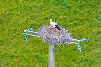 14936 Une cigogne sur son nid au sommet d'un poteau électrique 