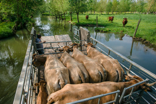 Transport de bovins avec le chaland-bétaillère dans le marais mouillé