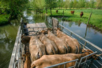 15086 Transport de bovins avec le chaland-bétaillère dans le marais mouillé 