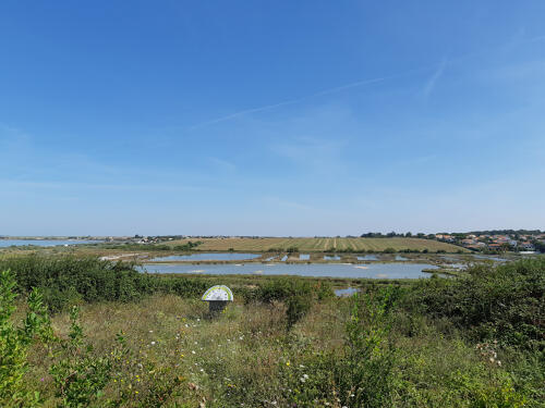 La réserve naturelle volontaire du Marais de Pampin - La Rochelle (17)