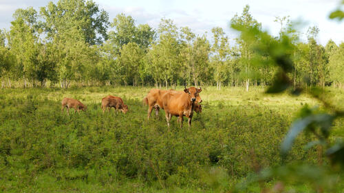 Prairie et vaches maraîchines dans le marais mouillé de Saint-Hilaire-la-Palud (79)
