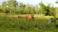 15445 Prairie et vaches maraîchines dans le marais mouillé de Saint-Hilaire-la-Palud (79) 